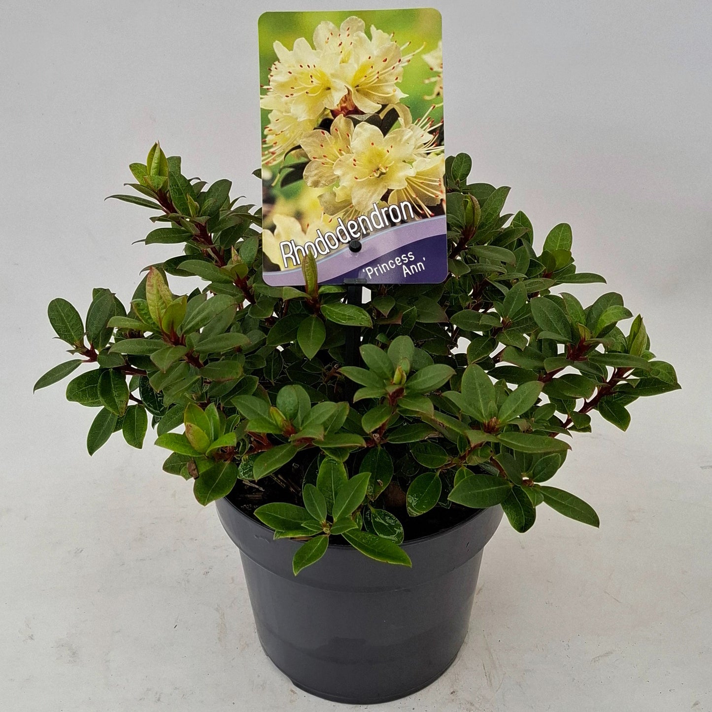 J.C.A.M. van Acht Rhododendron keiskei Princess Anne Pack of 6