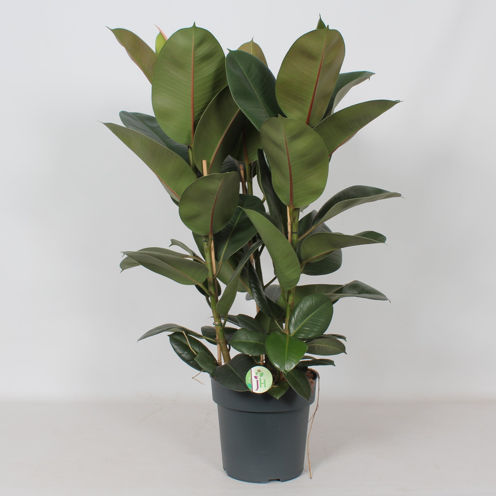 Ficus Robusta 105cm 27cm Pot