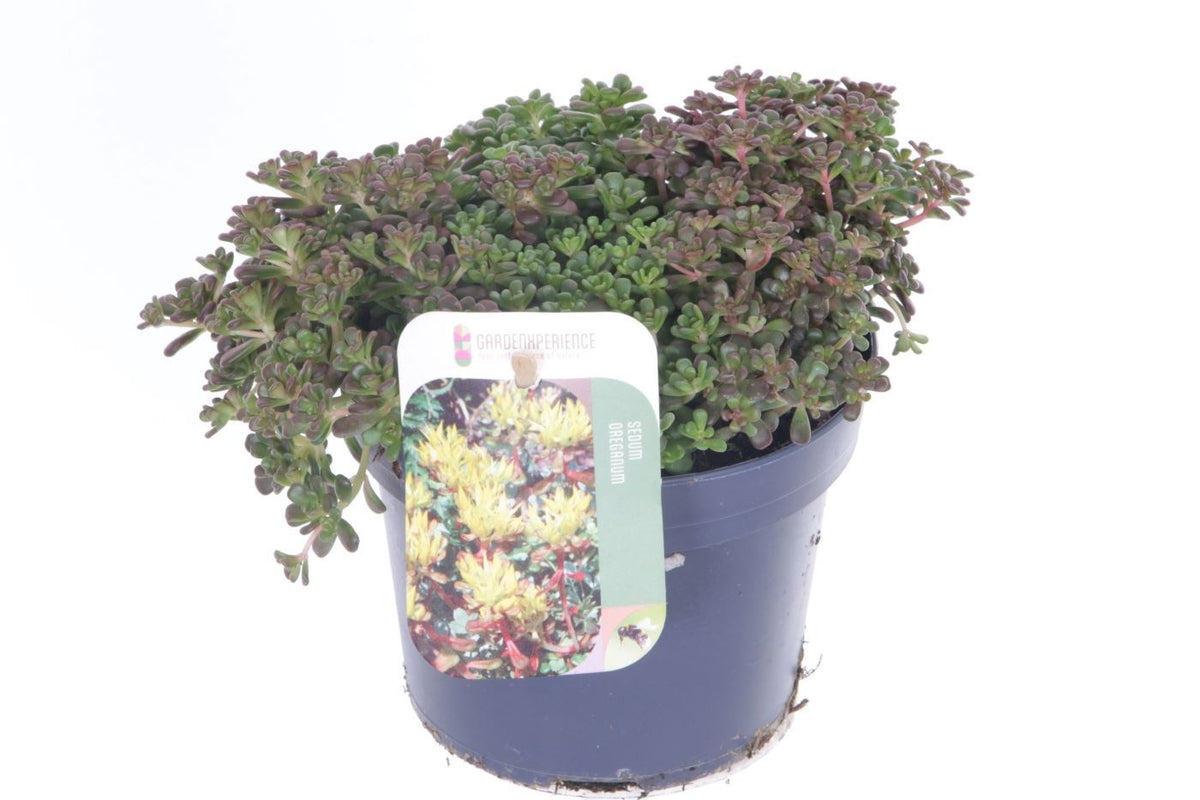 Sedum oreganum 15cm 13cm Pot
