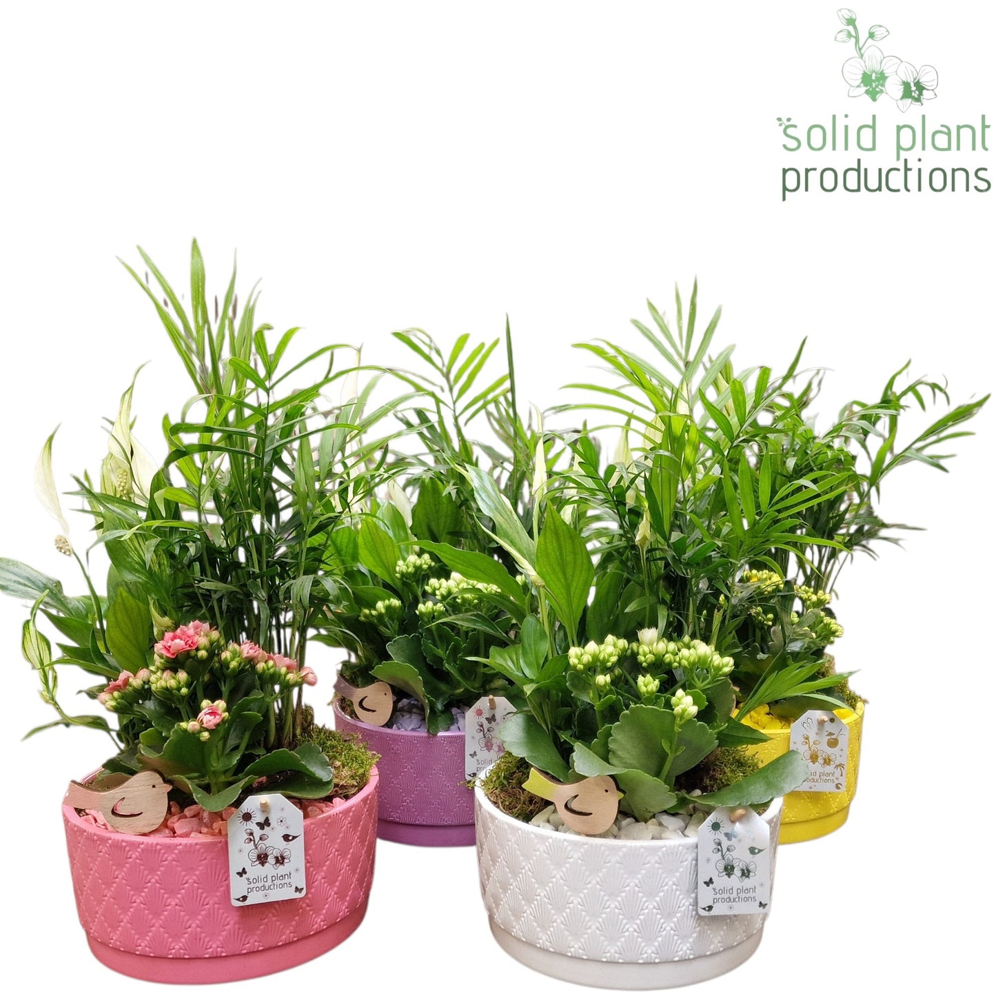 SCK003 Loes Actie Mix 38cm 18cm Pot
