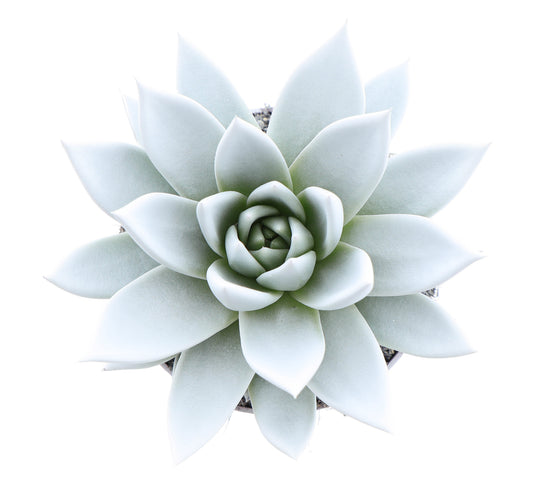 Rainbow white 12cm 510cm Pot