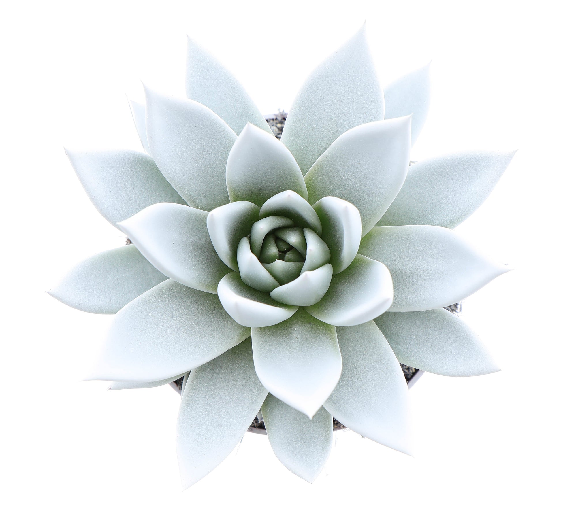 Rainbow white 12cm 10.5cm Pot
