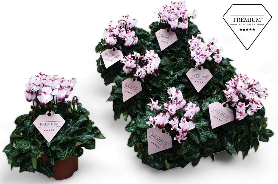 Cyclamen Victoria 25cm 510cm Pot