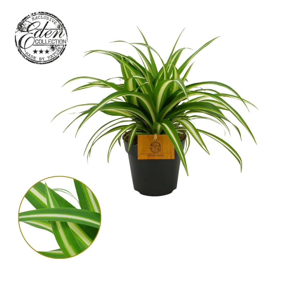 Chlorophytum Variegated 20cm 12cm Pot