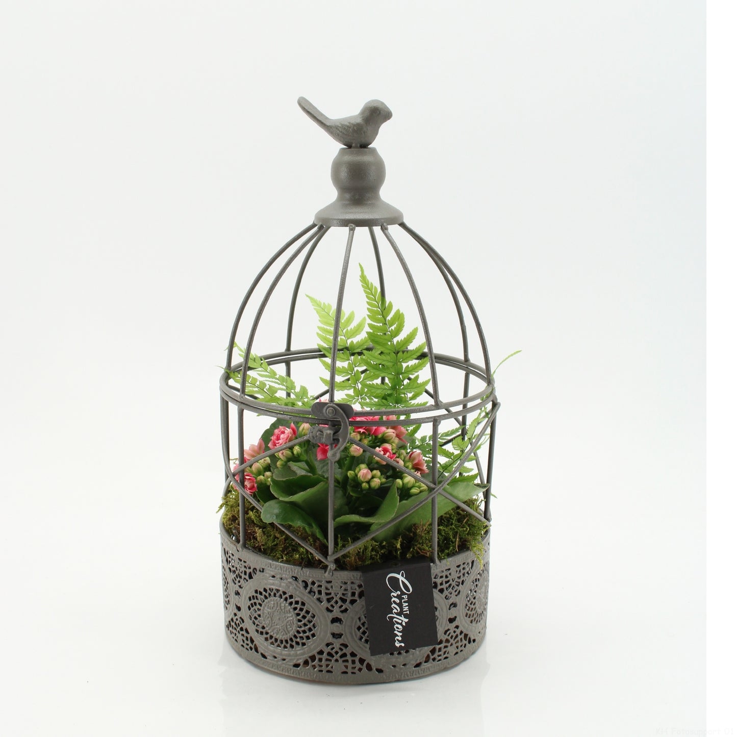 Indoor flowering arrangement 33cm 17cm Pot