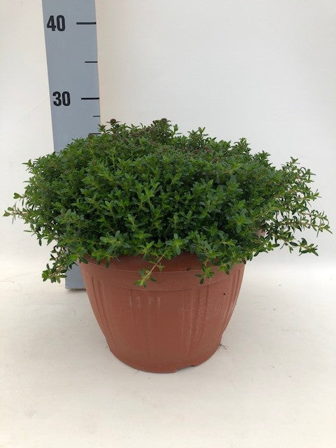 Satureja montana 30cm 25cm Pot
