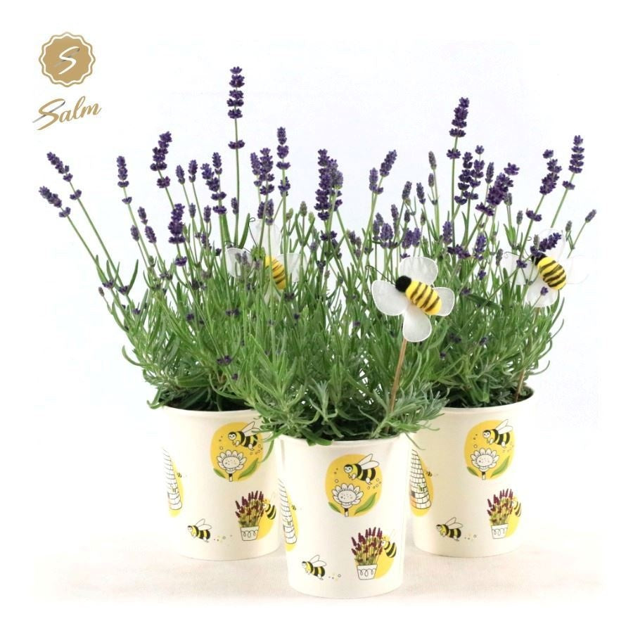 Lavandula Felice 28cm 13cm Pot
