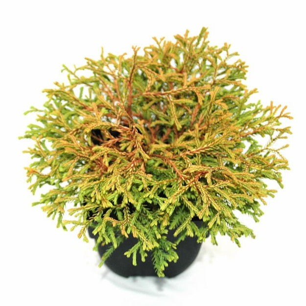Thuja occidentalis Golden Tuffet 35cm 17cm Pot