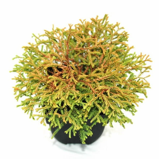 Thuja occidentalis Golden Tuffet 35cm 17cm Pot