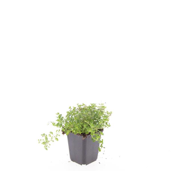Thymus Serpillo 5cm 9cm Pot