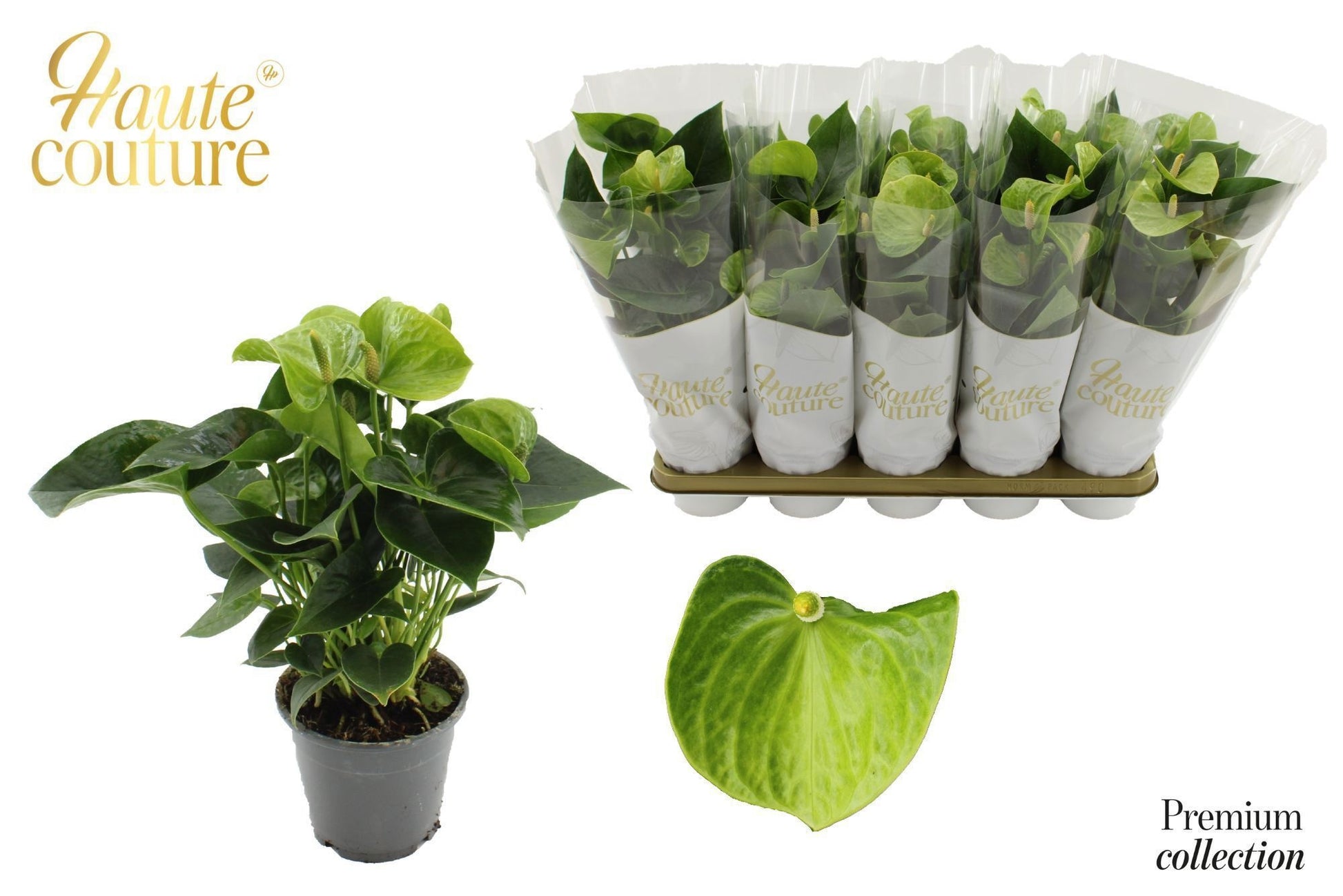 Houwenplant Anthurium Smaragd Pack of 10