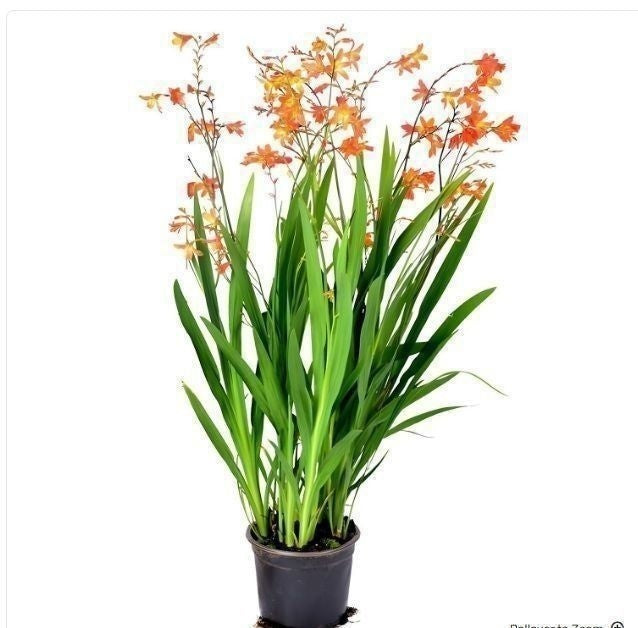 Crocosmia Carmine Brilliant 80cm 19cm Pot