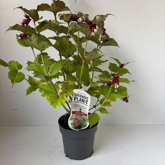 Leycesteria formosa 55cm 17cm Pot