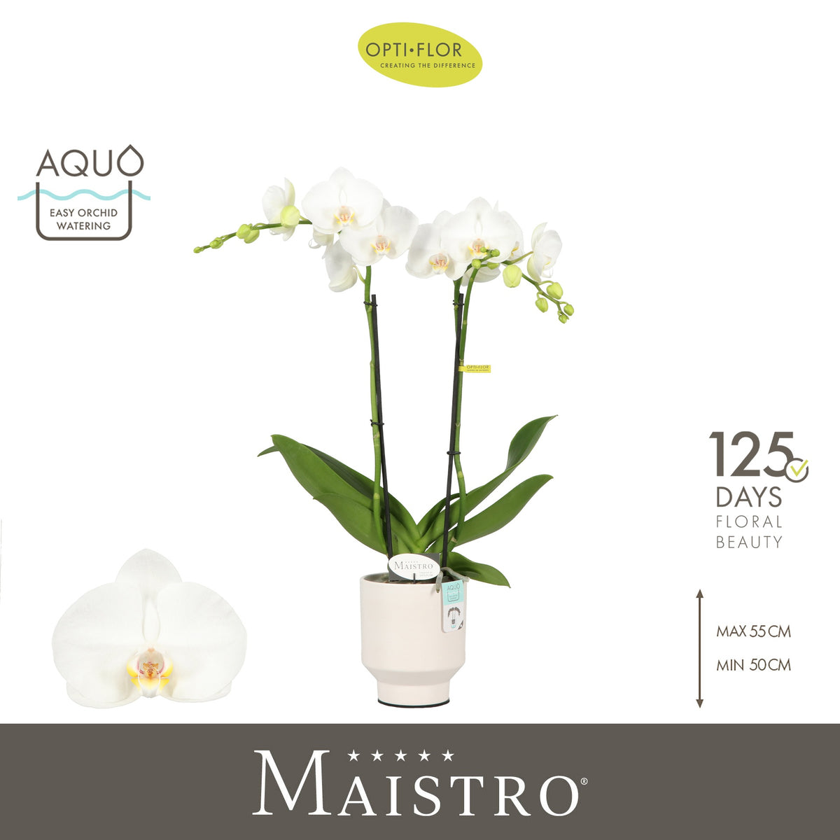 Phalaenopsis white 50cm 12cm Pot
