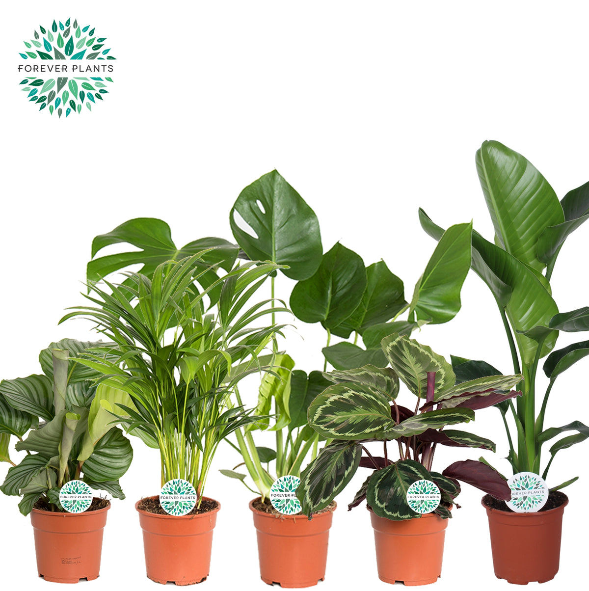 Foliage houseplants mix 60cm 17cm Pot