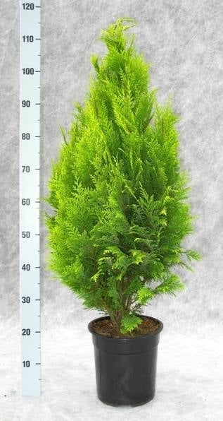 Chamaecyparis Stardust 120cm 24cm Pot