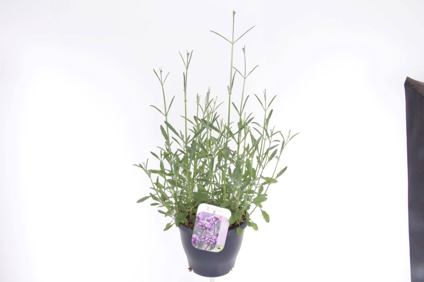 Verbena bonariensis 75cm 23cm Pot