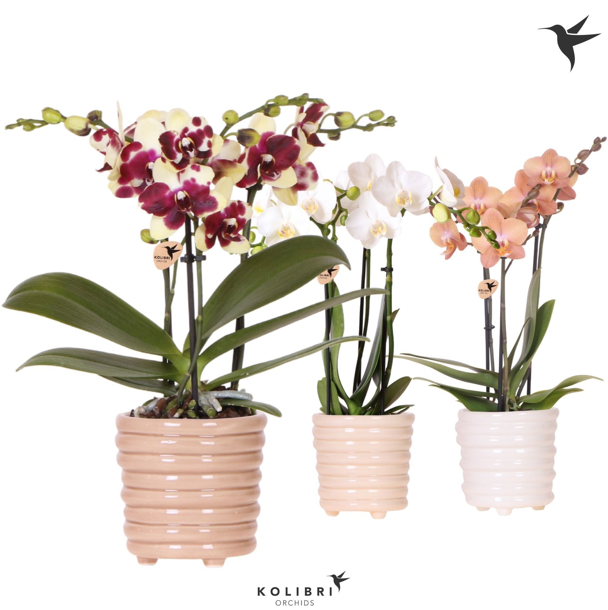 OK Plant Kolibri Orchids Phalaenopsis mix 3 spike in Ring pot mix Pack of 7