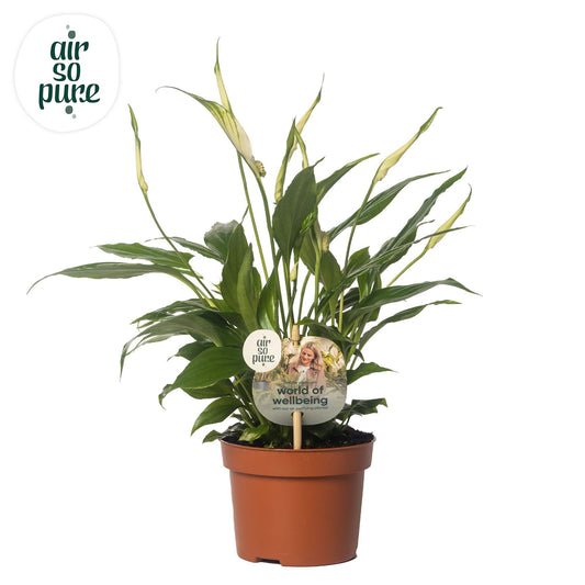 Spathiphyllum Chopin 30cm 10.5cm Pot