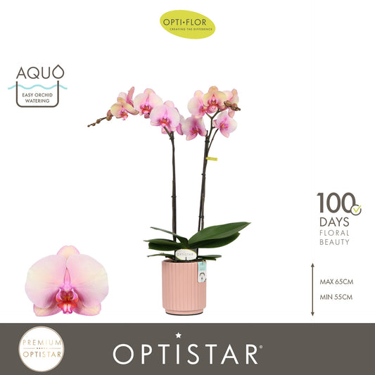 Phalaenopsis pink 60cm 12cm Pot