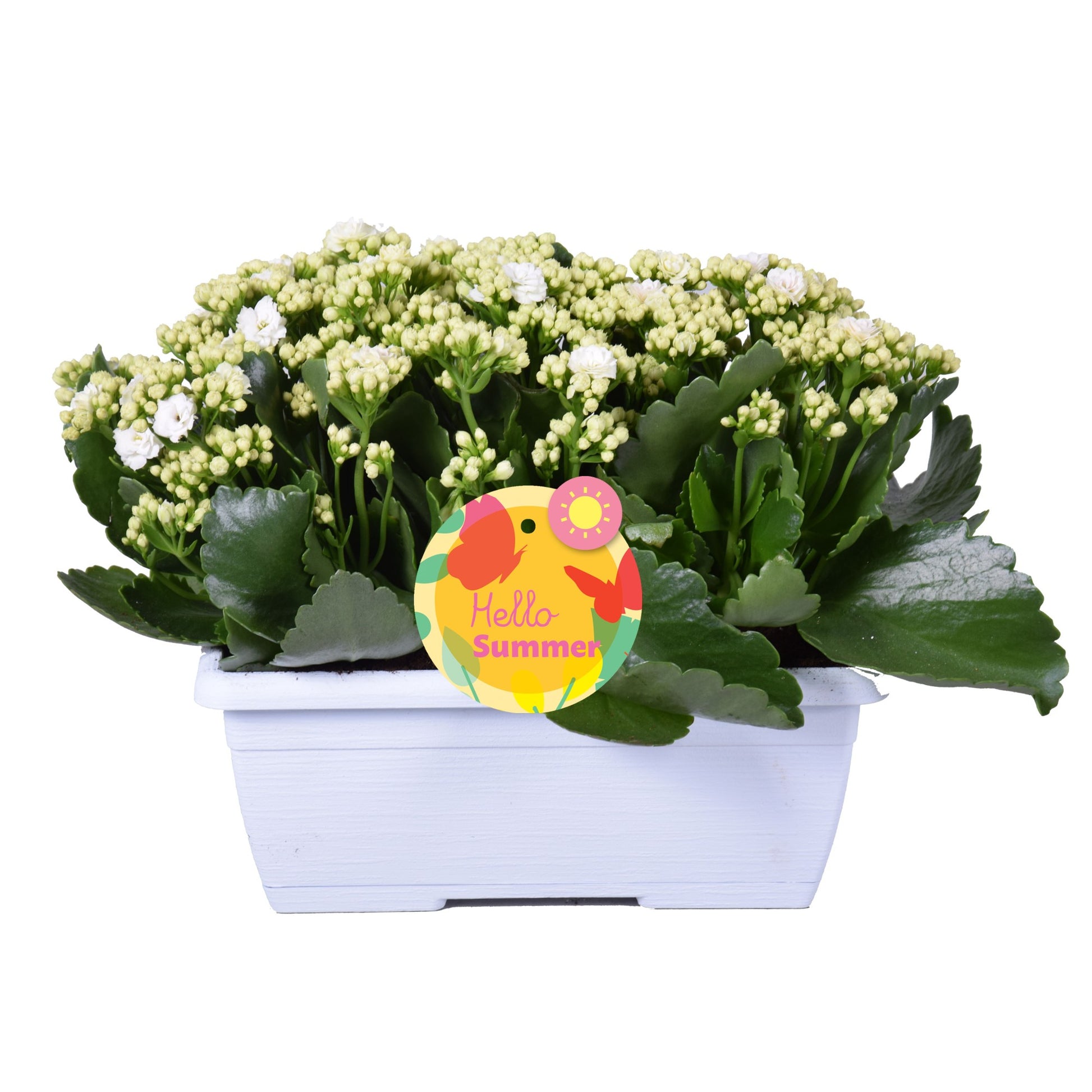 Kalanchoe Perfecta White 25cm 25cm Pot