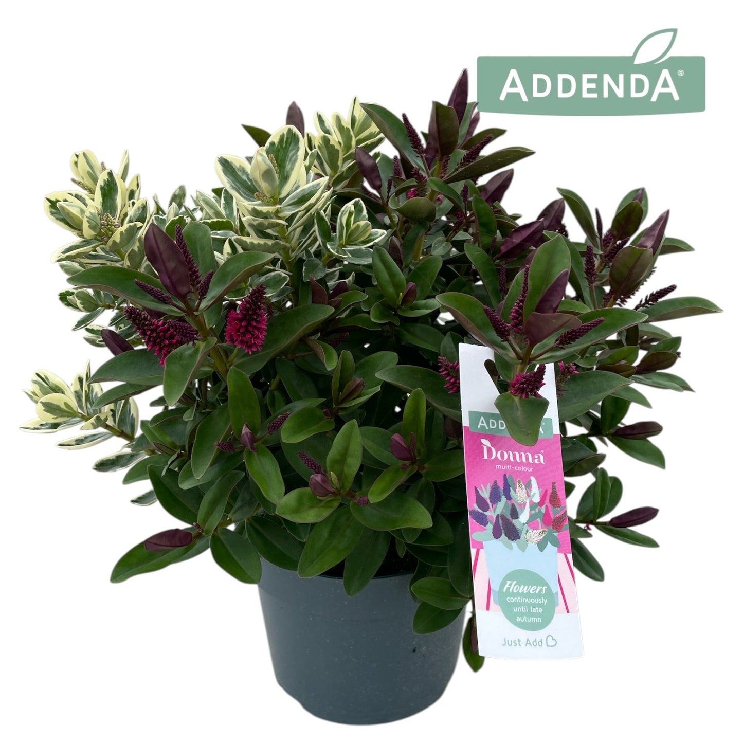 Hebe Addenda twin 39cm 17cm Pot