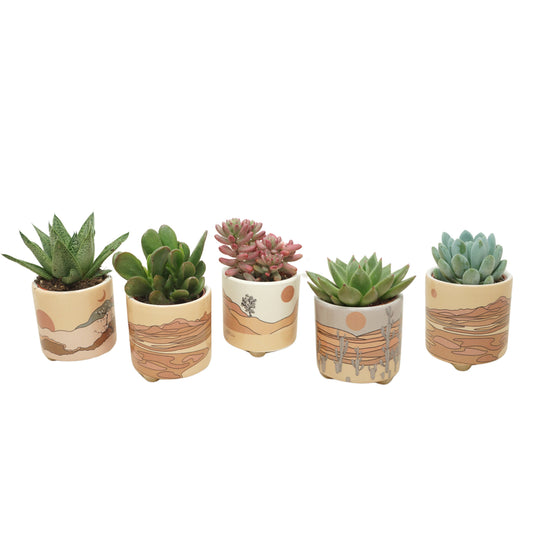 Succulent mix 10cm 5.5cm Pot