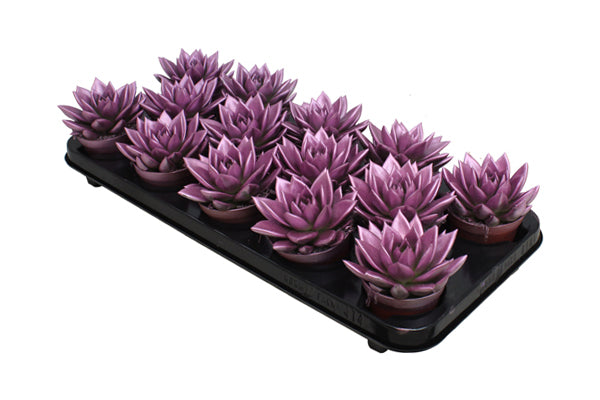 Echeveria colored pink 11cm 8.5cm Pot