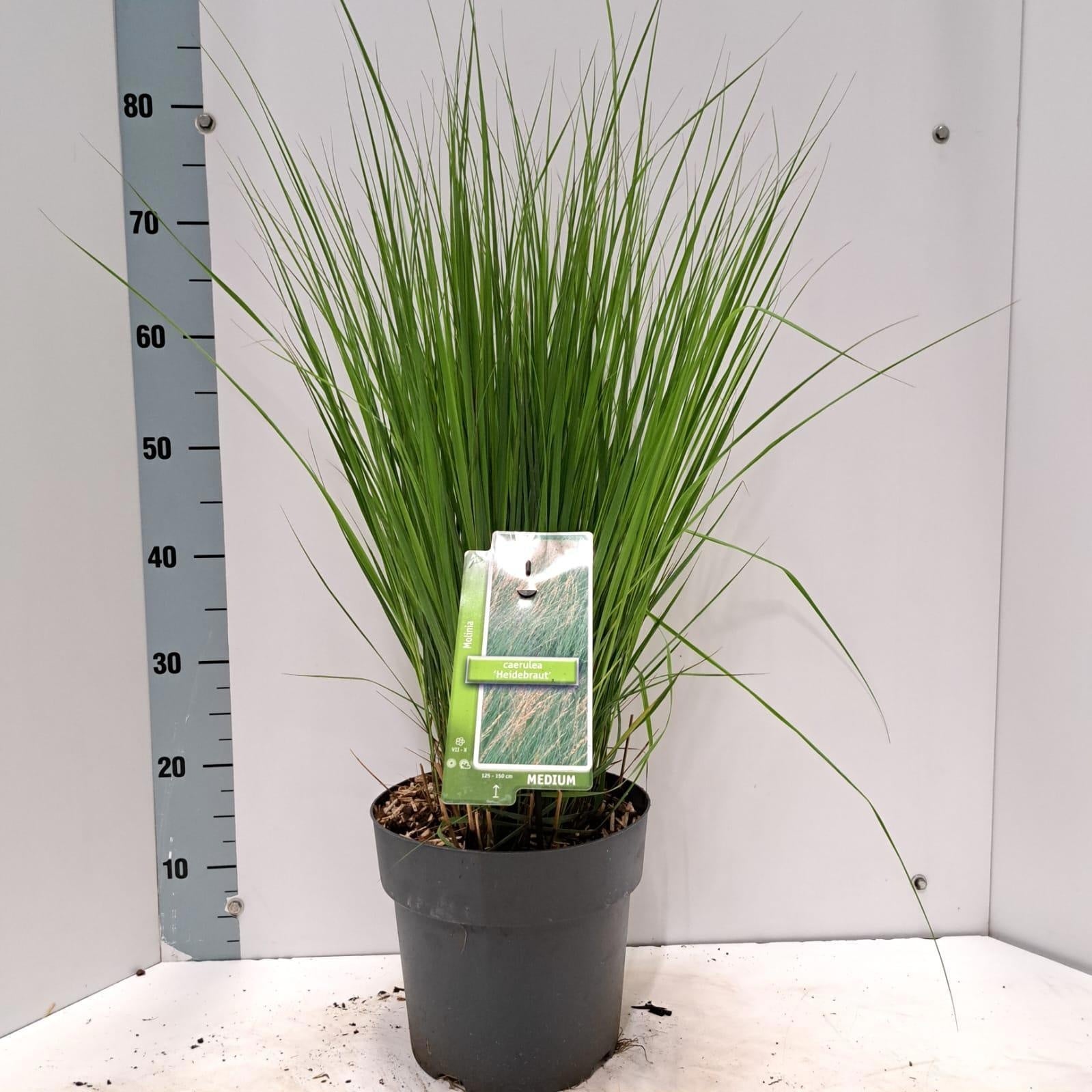 Molinia Heidebraut 75cm 23cm Pot