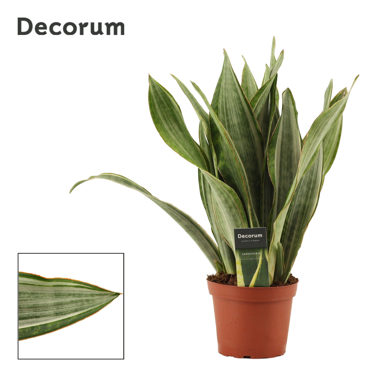 Sansevieria trifasciata 45cm 14cm Pot