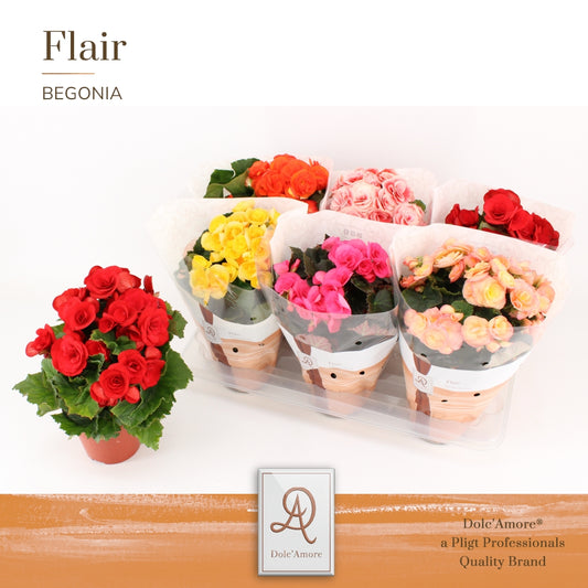 Begonia elatior  mix 31cm 14cm Pot