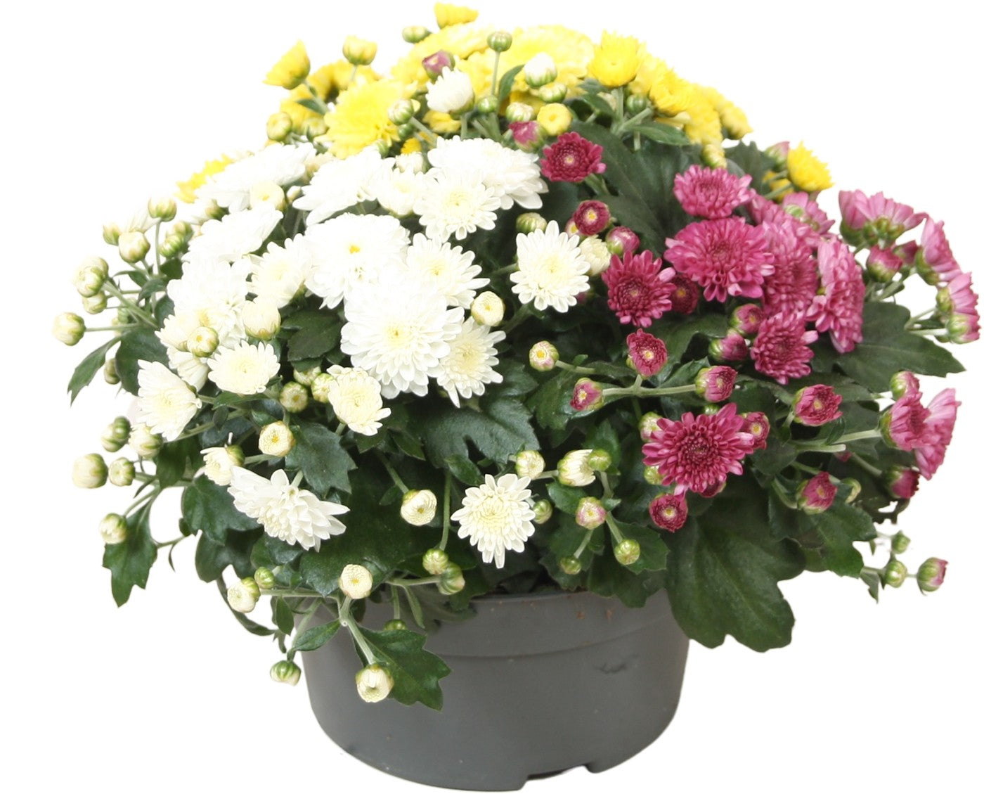 Ammerlaan-Sosef BV Chrysanthemum carnaval mix Pack of 6