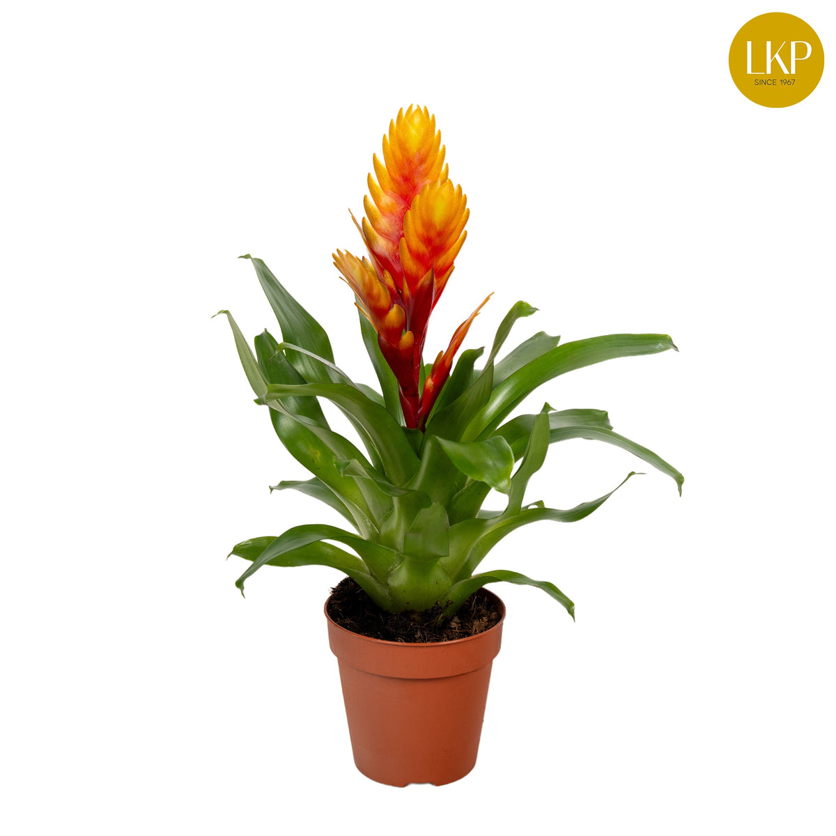 Vriesea El Dorado 30cm 10.5cm Pot