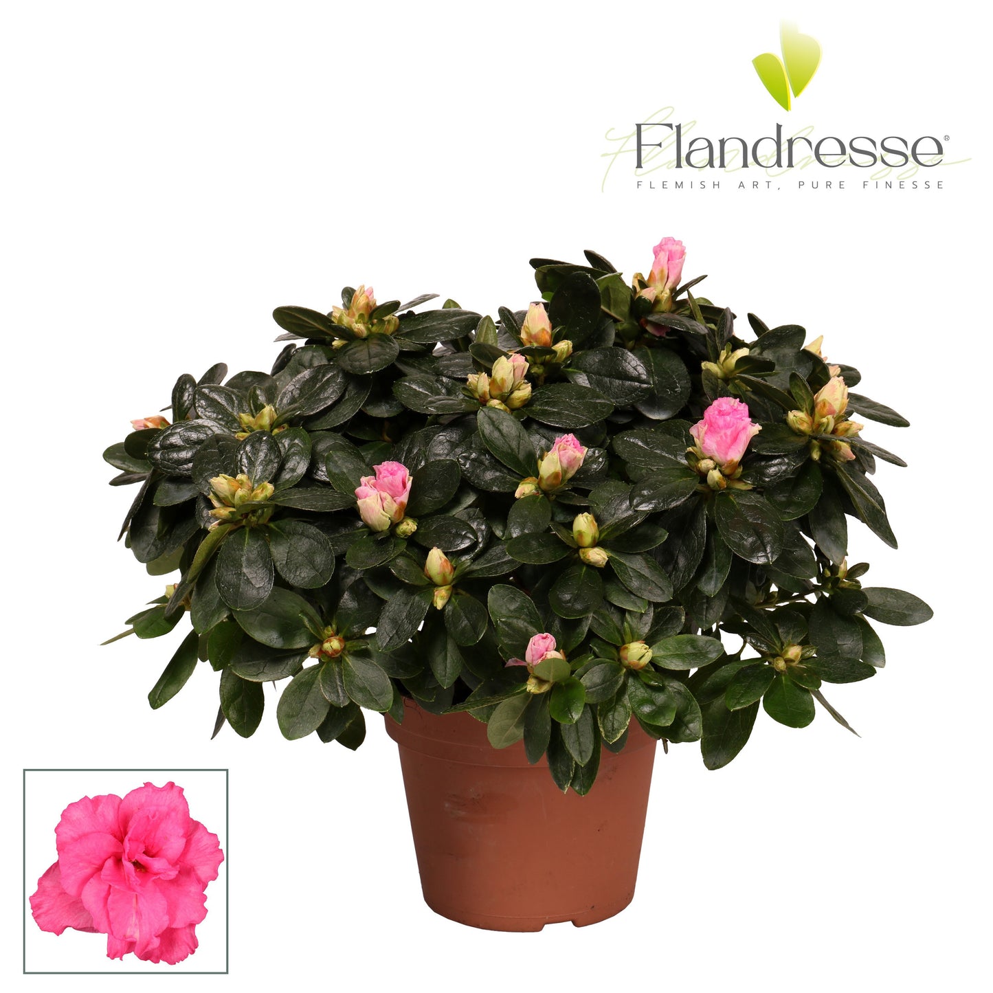 FlorAmor Rhododendron Terra Nova Pack of 6