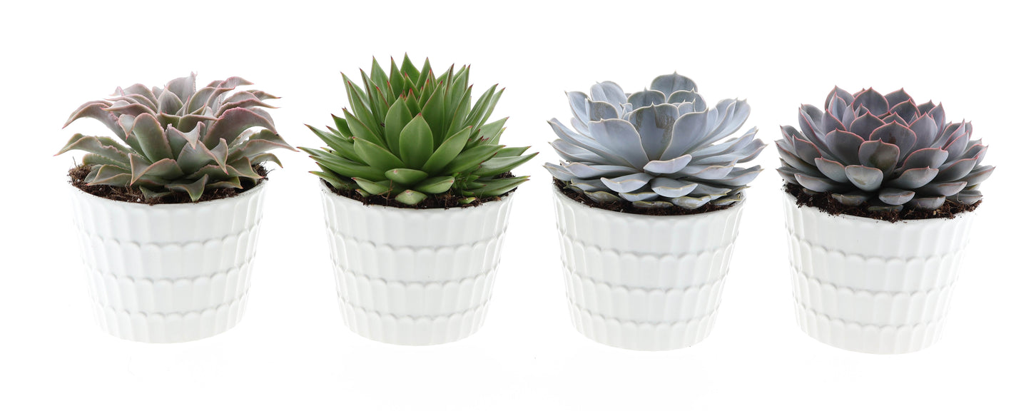 Echeveria mix 18cm 15cm Pot