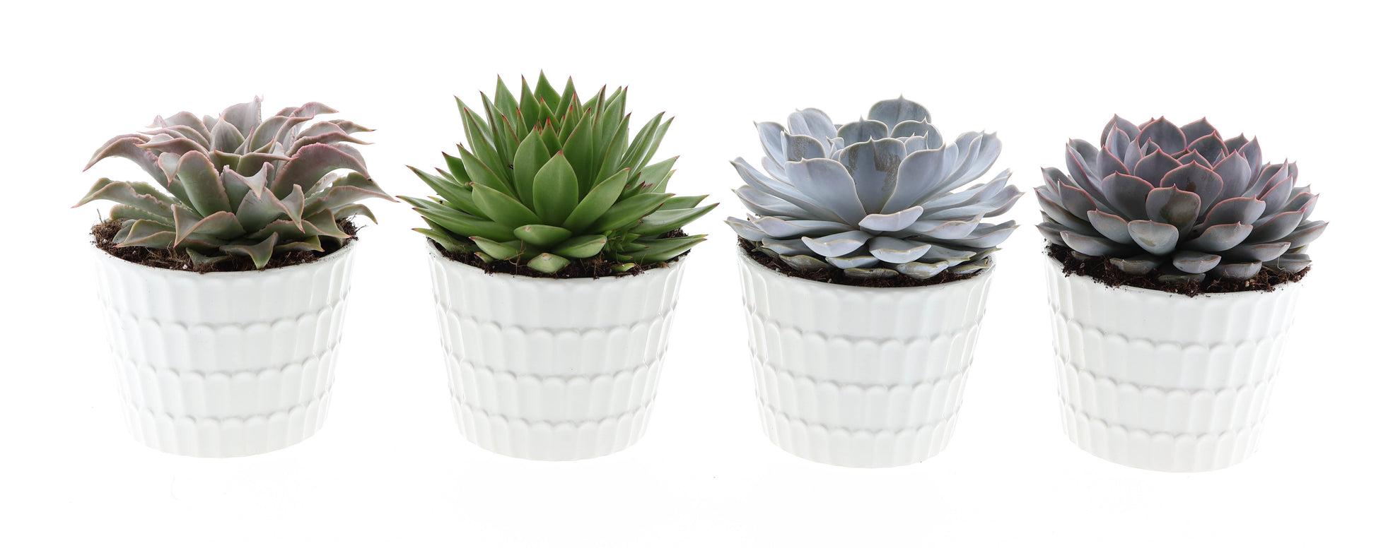 Echeveria mix 18cm 15cm Pot