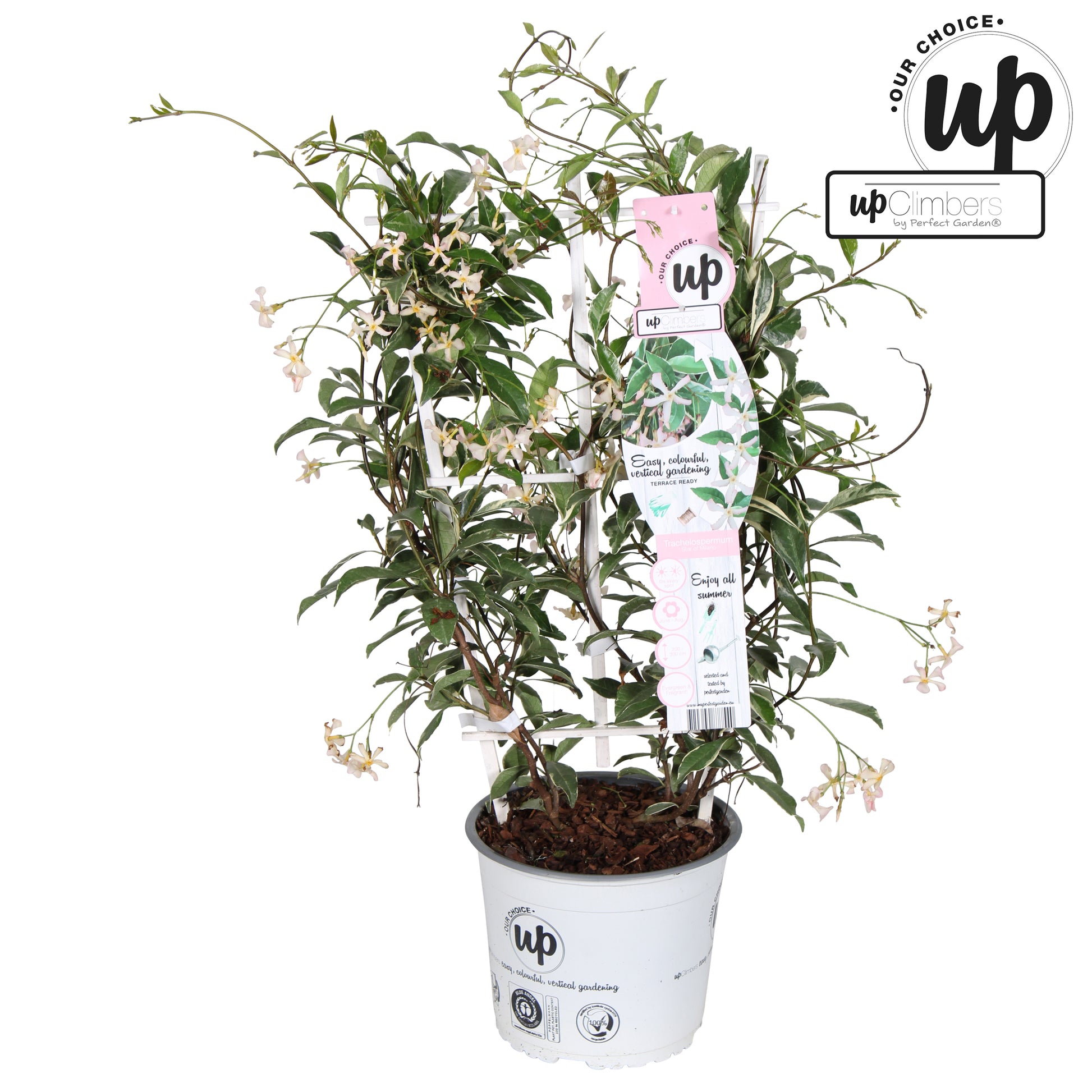 Trachelospermum jasminoides Star of Milano 70cm 19cm Pot