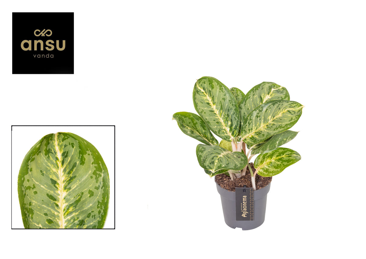 Aglaonema Hybrid 30cm 12cm Pot