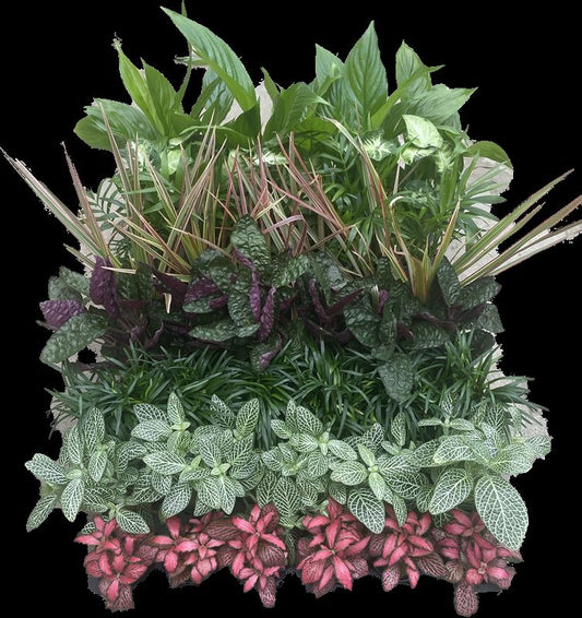 Aquarium plant mix 10cm 5cm Pot