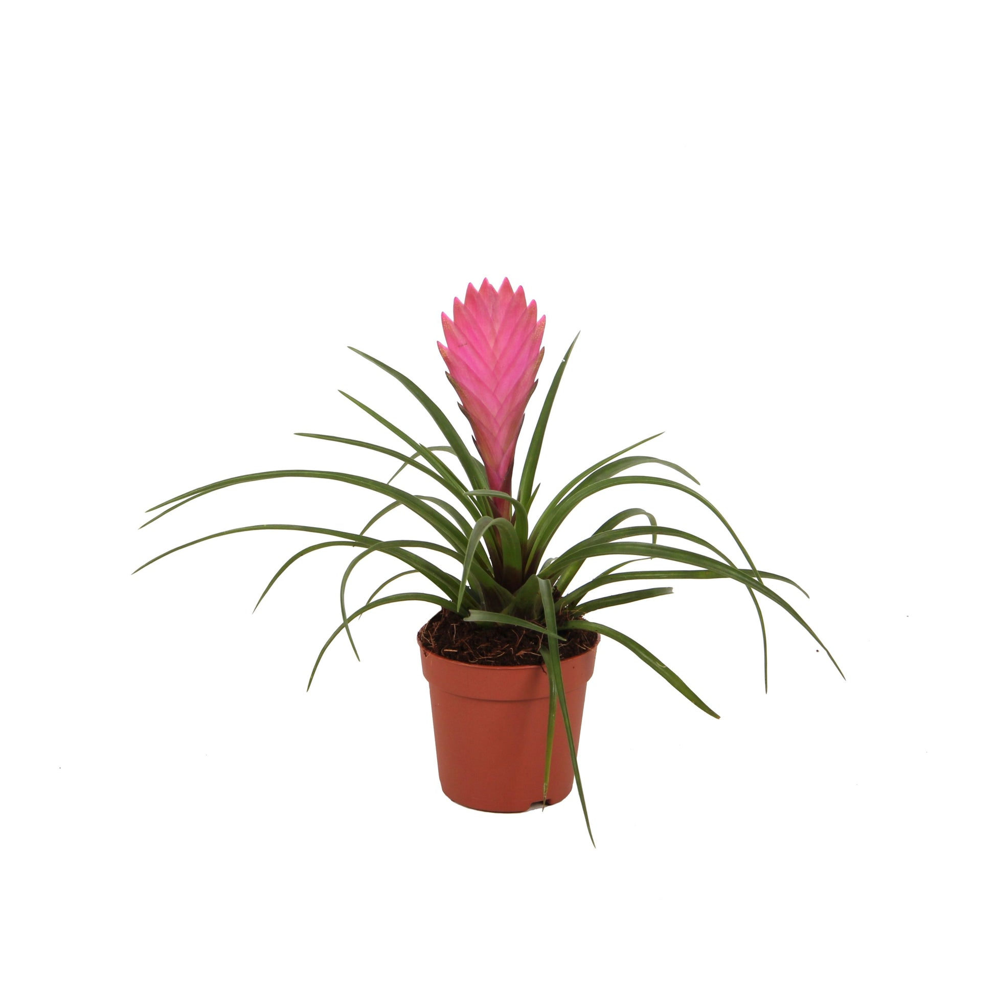 Tillandsia Anita 20cm 7cm Pot
