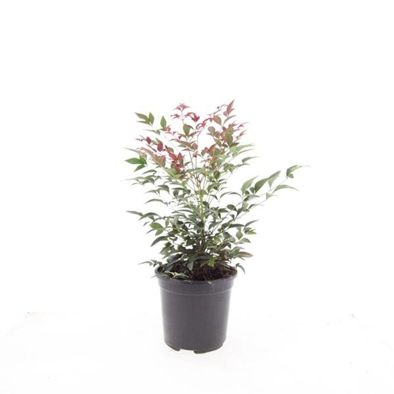 Boer, W.T.M. de Nandina domestica Obsessed Pack of 8