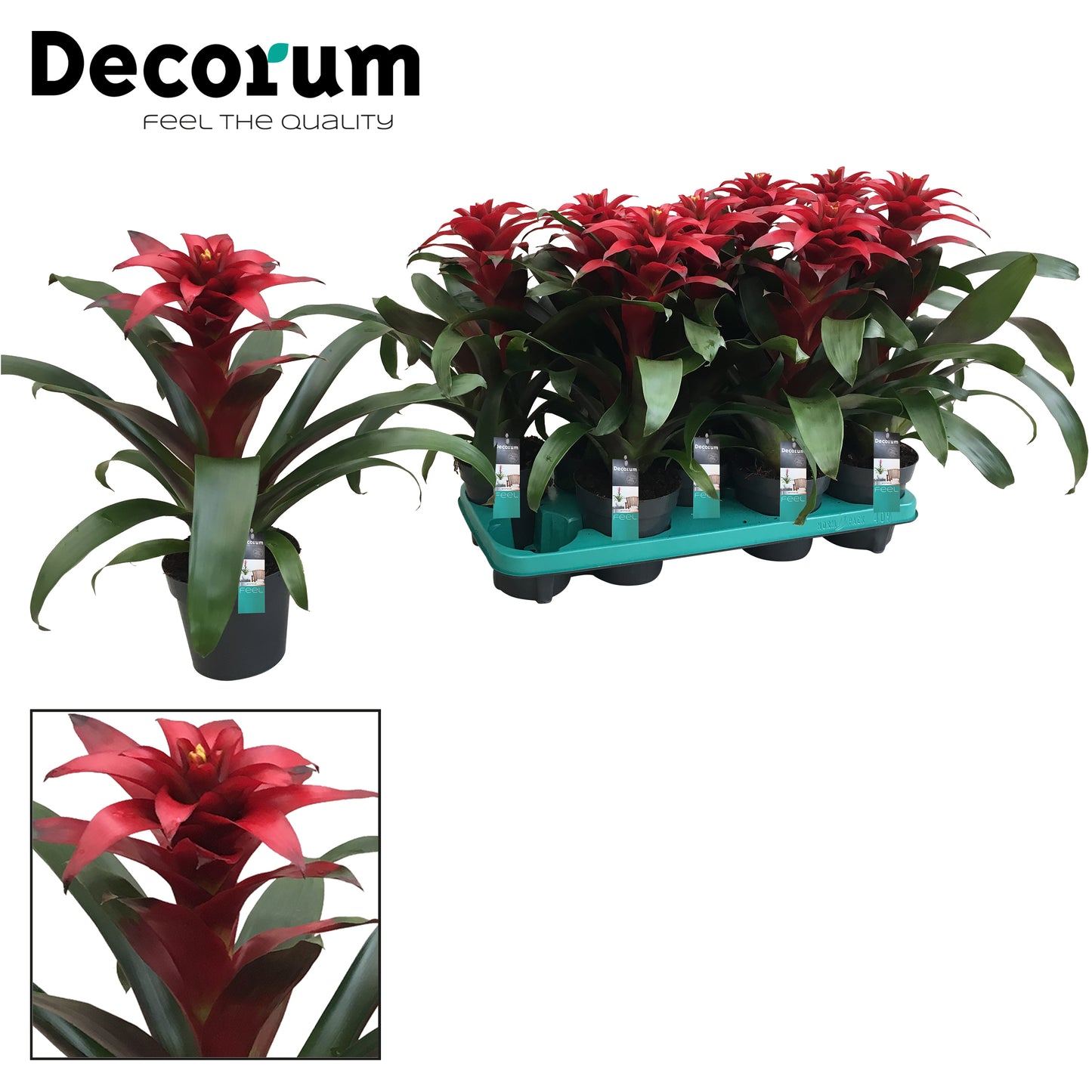 JungleStar BV Guzmania Salinas Pack of 9