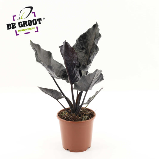 Alocasia Antoro Velvet 45cm 17cm Pot