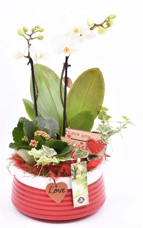 arr. Phalaenopsis 16cm Pot