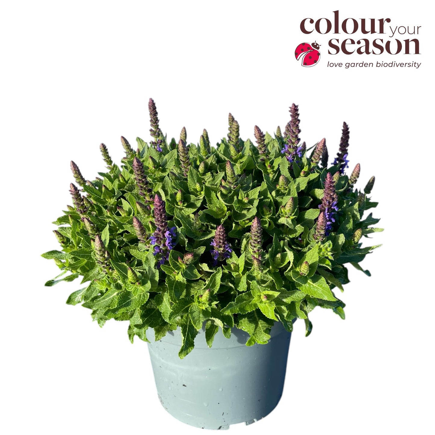 Salvia nem. Sensation Sky Blue 35cm 19cm Pot