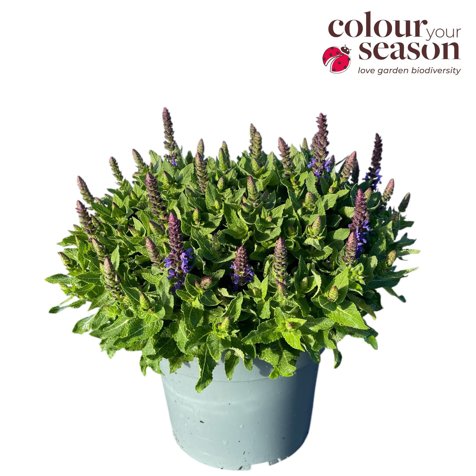Salvia nem. Sensation Sky Blue 35cm 19cm Pot