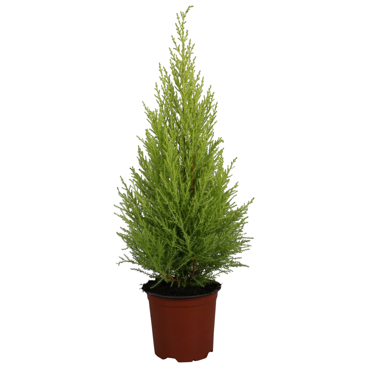 Vireo-Hedera plant BV Cupressus Goldcrest Wilma Pack of 7