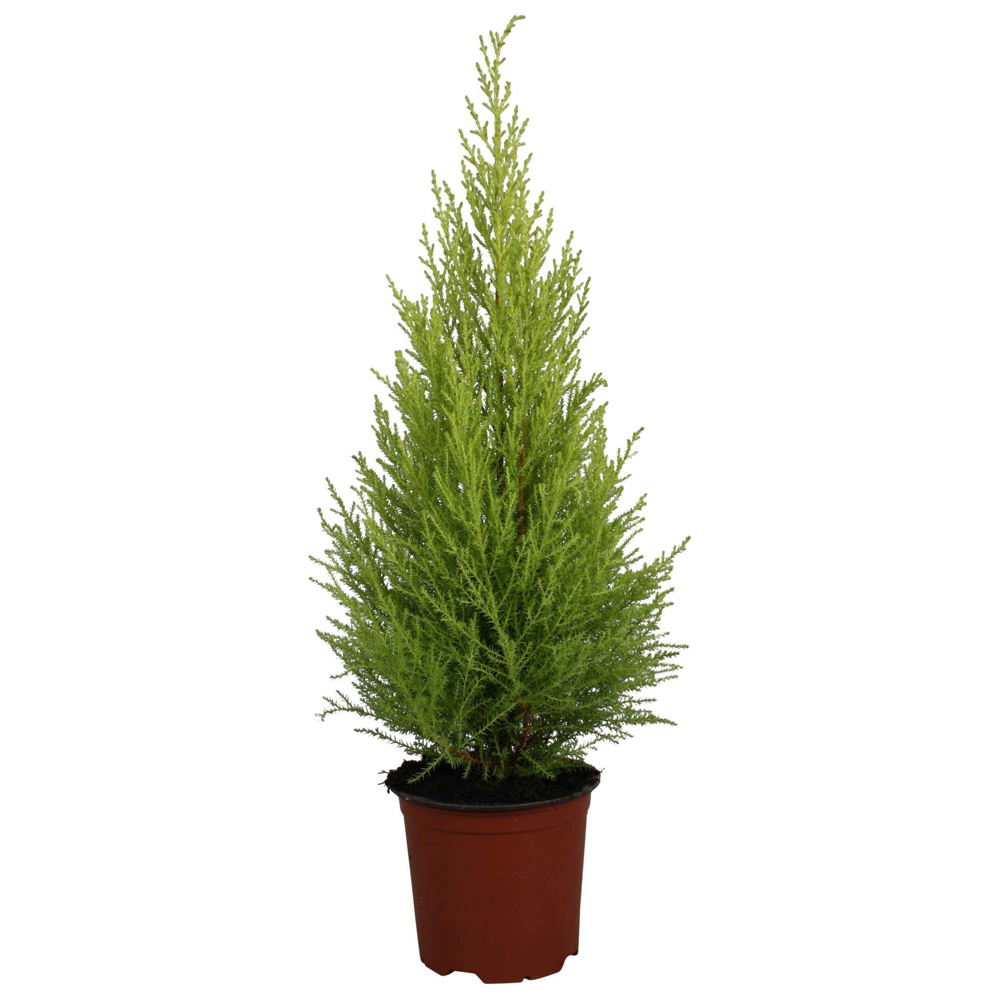 Vireo-Hedera plant BV Cupressus Goldcrest Wilma Pack of 7