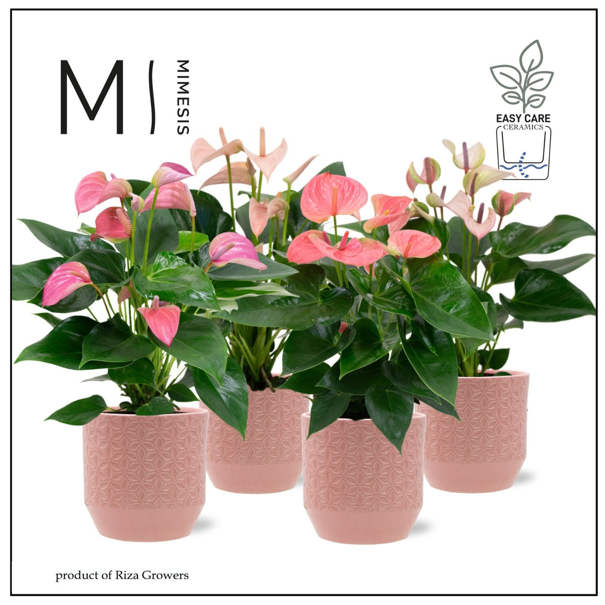 Anthurium mix 45cm 12cm Pot