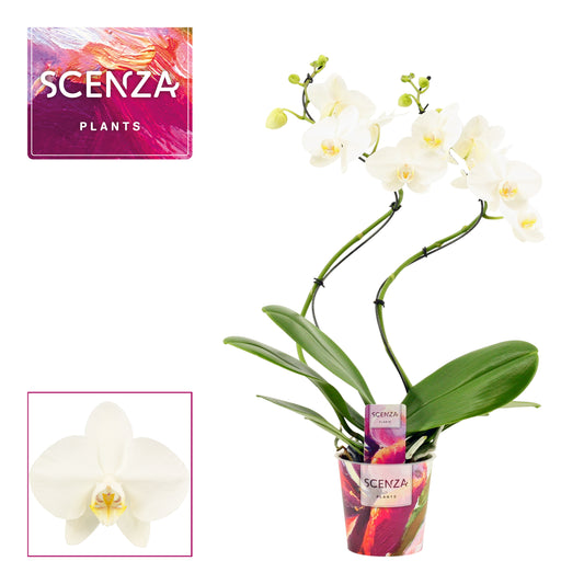 Phalaenopsis white hurricane 50cm 12cm Pot
